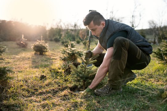 Ein Mann im Wald gebückt um einen Sätzling zu pflanzen